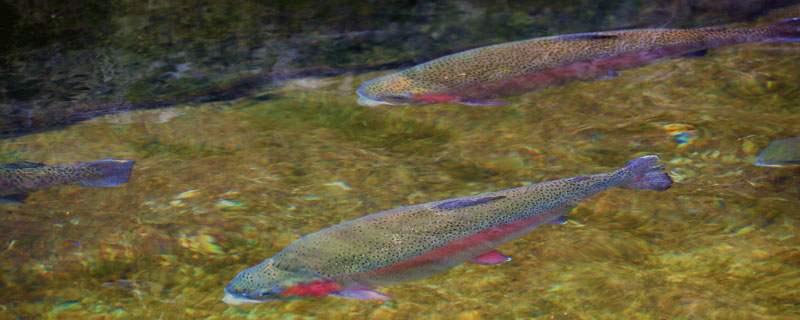 虹鳟鱼有几种颜色