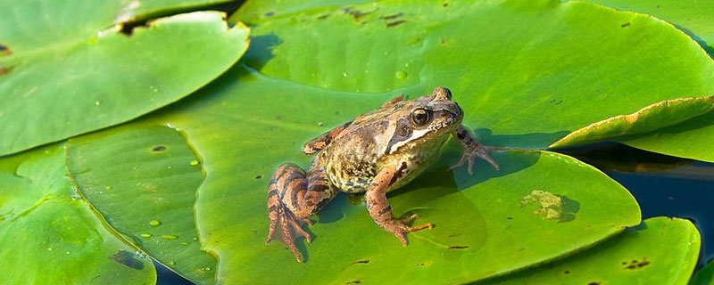 青蛙没有水可以活多久