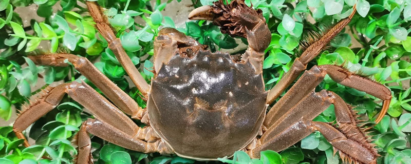 大闸蟹寿命多长时间