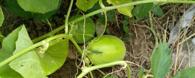 瓜蒌一年种收几次
