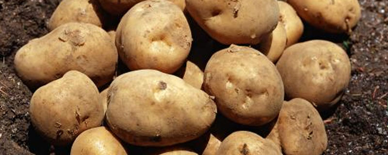 马铃薯培养基配方