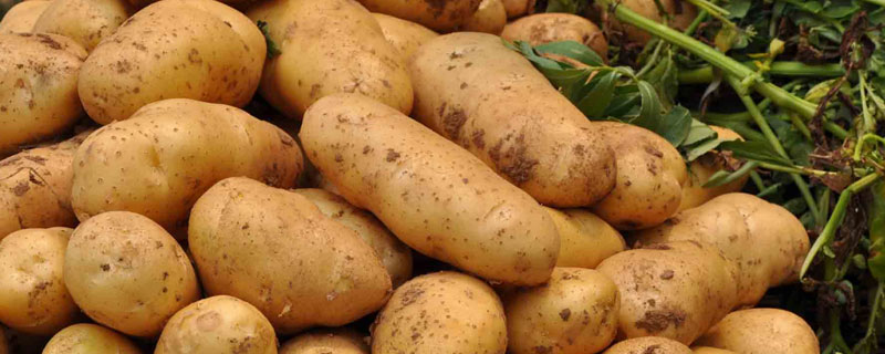 马铃薯冬季储存方法