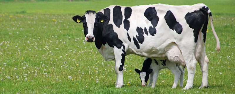 公奶牛能当肉牛养吗