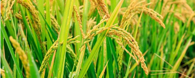 水稻怎么变成大米的，怎样施肥才能高产