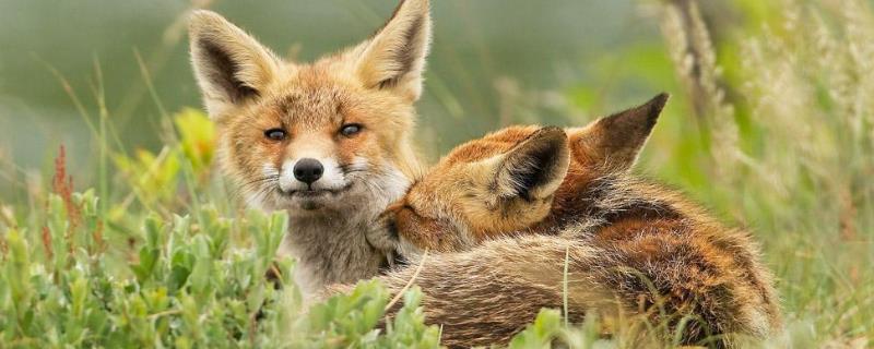 狐狸吃什么?喜欢在什么环境下生活？天敌是什么