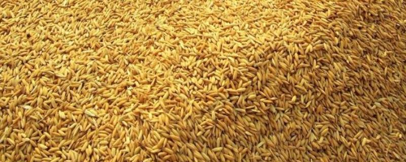 一斤谷子能打多少米，能酿多少酒
