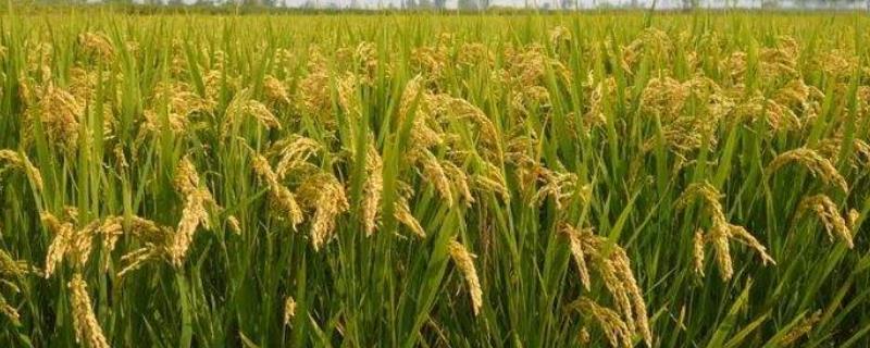 水稻齐穗期什么时候，期间打磷酸二氢钾可以吗