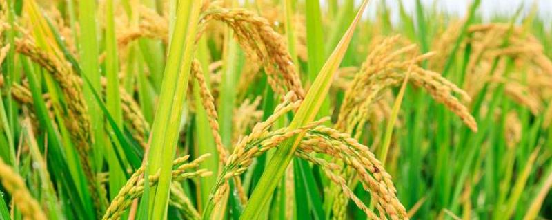 水稻灌浆期是什么时候，低于多少度不灌浆