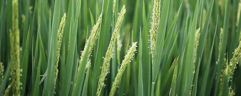 水稻在7月几号追穗肥，一亩地用肥多少斤？用什么肥料好