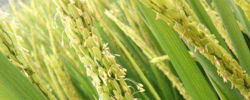 水稻扬花期下雨的后果，阴天还能扬花吗