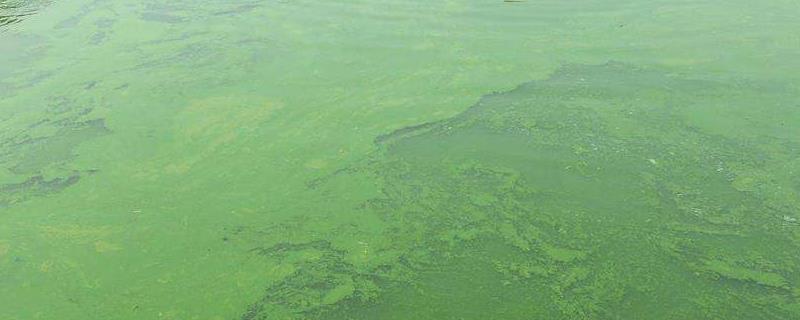 池塘蓝藻爆发如何处理，爆发的原因是什么