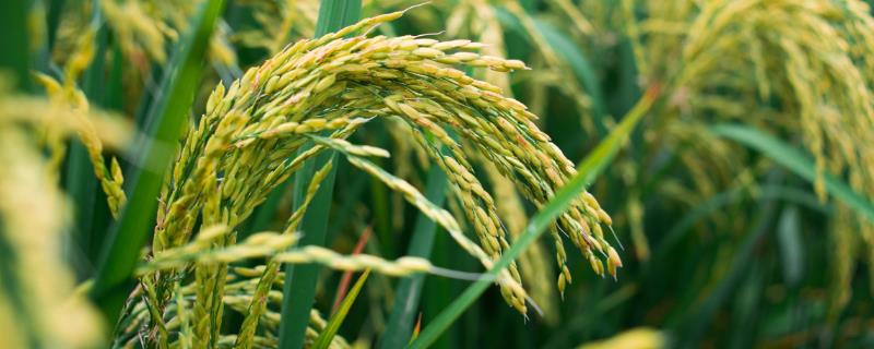 水稻孕水稻孕穗期水层管理，水层多深合适