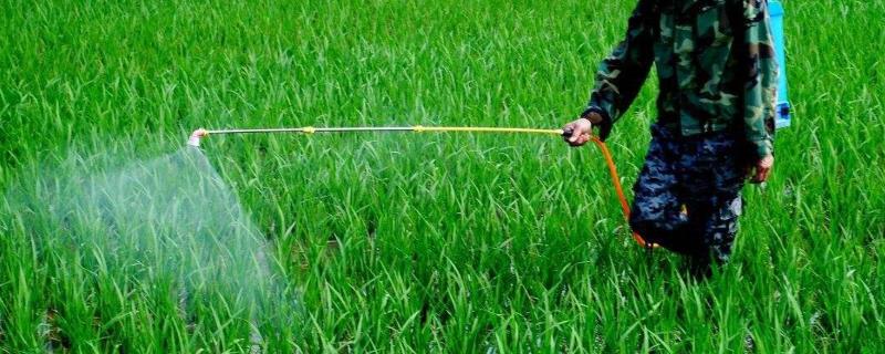 水稻稻纵卷叶螟防治时间，附危害症状和防治方法
