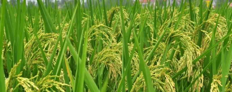杂交水稻属于哪一领域，水稻属于什么农业部门，一年产几次