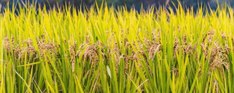 超级水稻亩产多少斤，是什么时候培育出来的