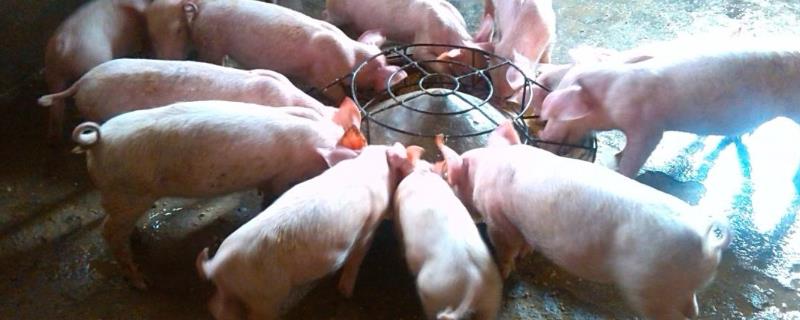 小猪几天可以吃开口料，多大适合自由采食