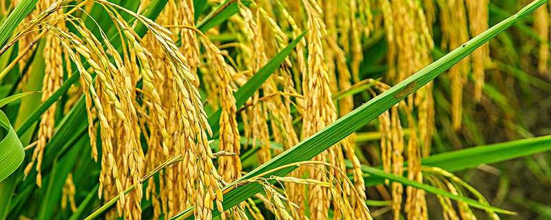 水稻产量最高的国家，杂交水稻是怎么培育出来的