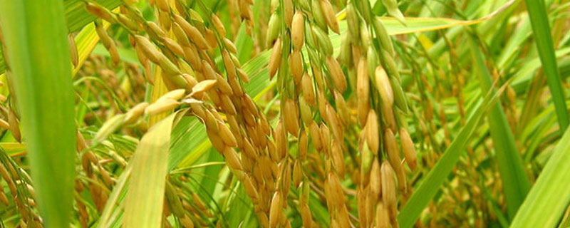 水稻倒伏后应该采取什么措施，附水稻后期管理方法