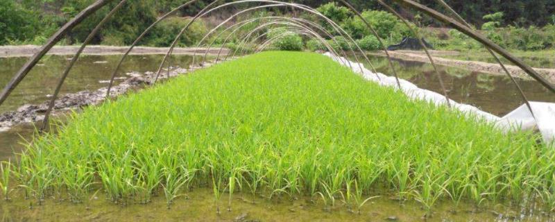 水稻种子怎么种植，直播一亩田需要几斤种子