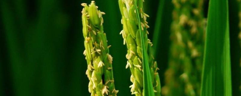 水稻扬花期多少天，会出现哪些常见的病害