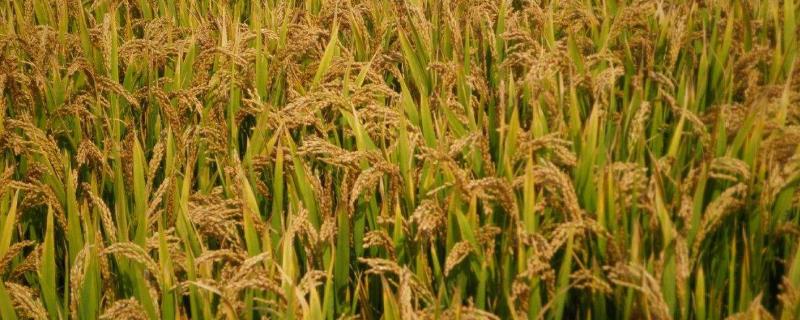 水稻长得太茂盛怎么办，是什么原因导致的