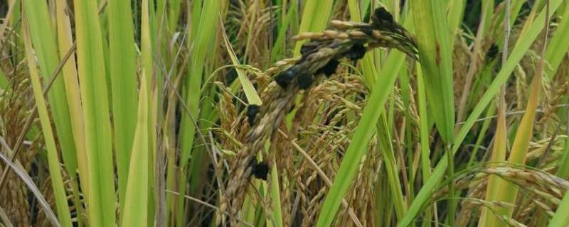 水稻得了稻曲病怎么办，会不会扩散？是什么原因导致的
