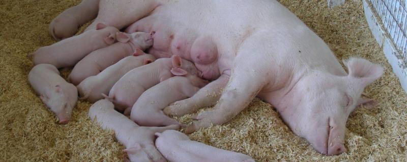母猪缺钙的症状有哪些，该如何补钙