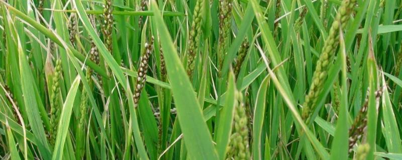 水稻赤枯病的最有效治疗方法，附发病症状