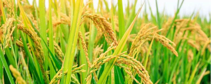 21世纪我国水稻育种进入什么的时代，我国最早种植水稻的原始居民