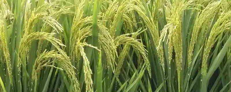 水稻病虫害，如何防治