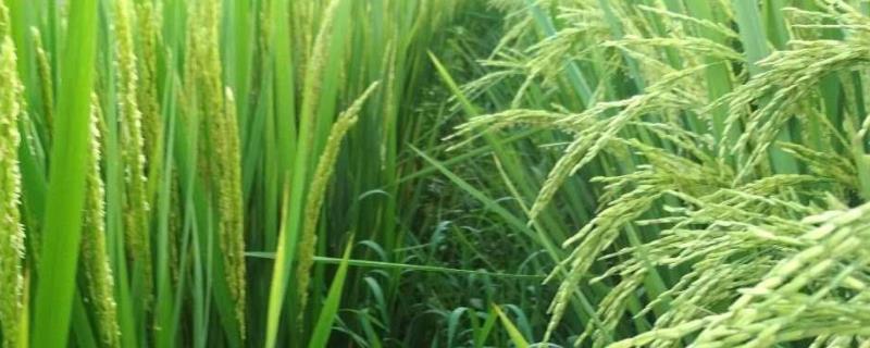 水稻灌浆期是什么时候，应注意什么事项