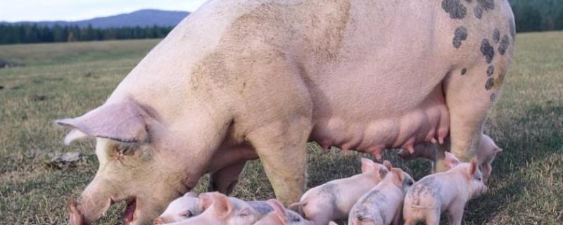 猪精可以在母猪体内存活多少天，在输精时倒流是什么原因