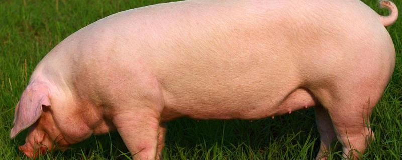 新手养母猪需要注意什么，附养殖技术与饲养管理