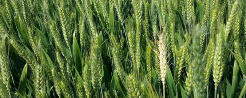 新麦26小麦品种介绍，新麦35小麦品种介绍