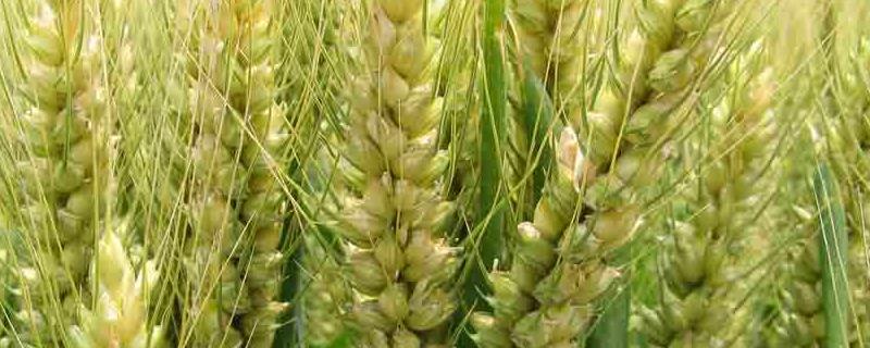 新麦45小麦品种介绍，淮麦47小麦新品种