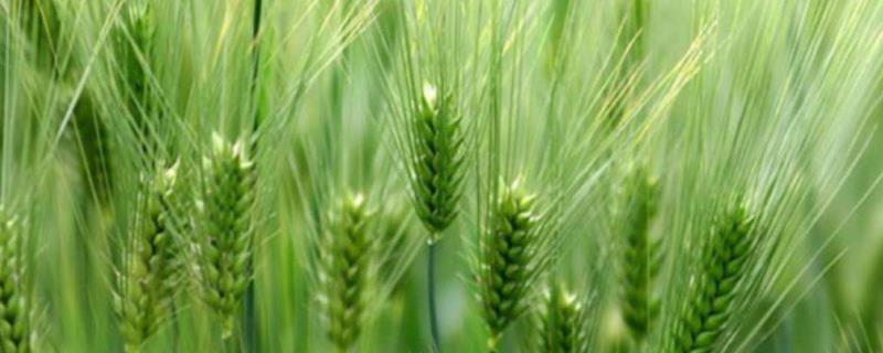 漯麦163小麦品种，郑麦369小麦品种介绍