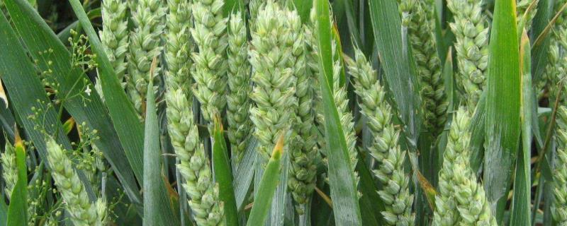 郑科168小麦品种，郑麦7698小麦品种介绍，郑麦129小麦品种特性