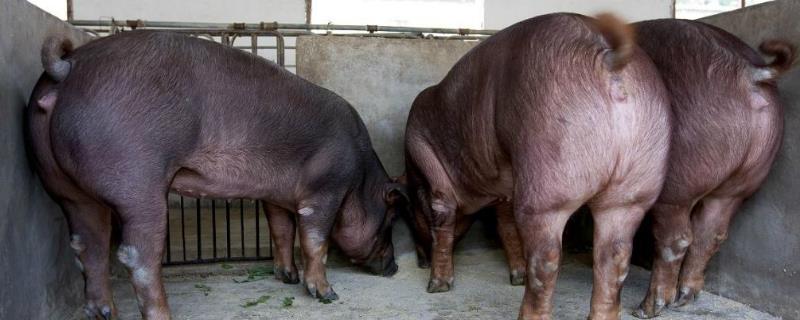 苏太母猪是什么品种，长白母猪、约克母猪分别适合配什么品种