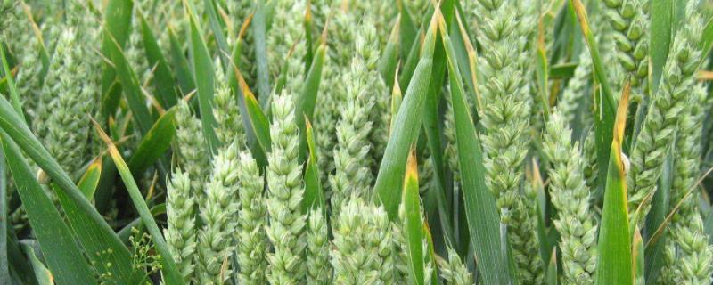 郑麦129小麦品种，郑麦369小麦品种介绍，郑麦113小麦品种
