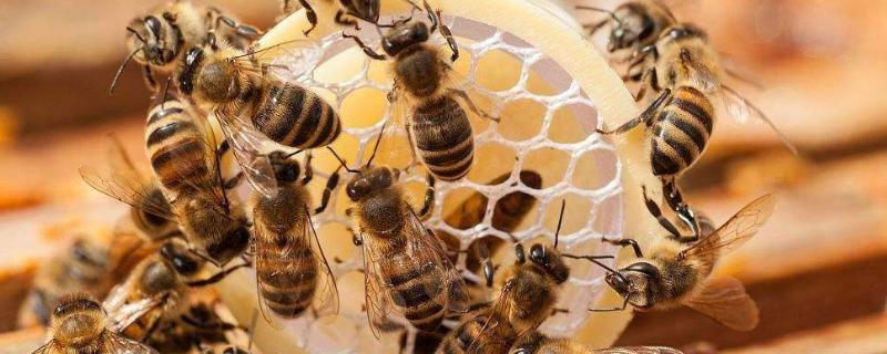 维持大群的中蜂品种，如何快速繁蜂