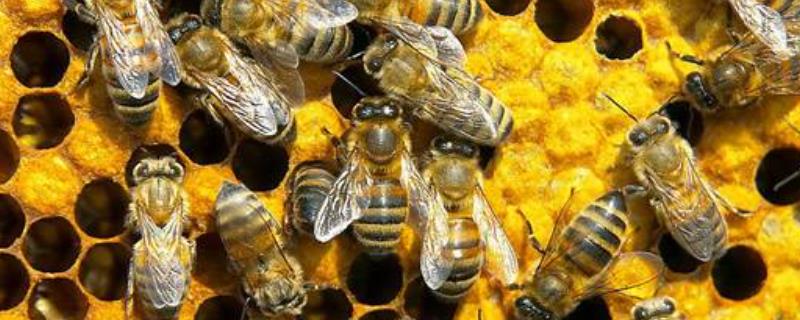 蜂后死了蜂群怎么办，蜂群中有很多黑色蜂怎么办