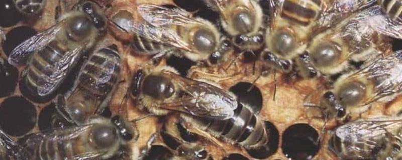 中国常见的蜂有几种，哪些蜂是毒蜂