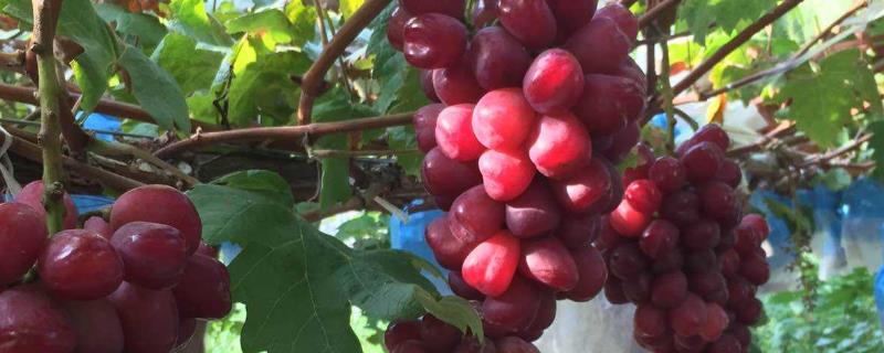 葡萄成熟期上什么肥料，不甜用什么肥料
