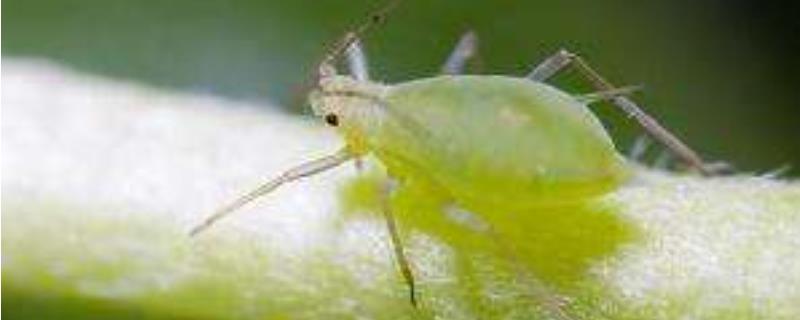 绵蚜用什么药剂防治，根绵蚜和树绵蚜有何区别
