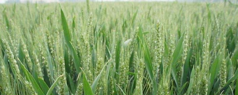 小麦需要什么含量的肥料，种小麦需要什么样的土壤