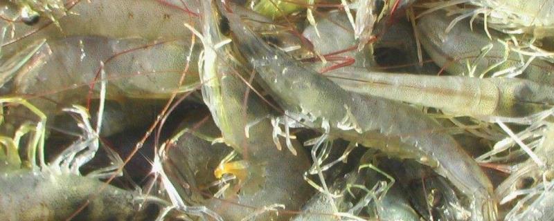 南美白对虾是基围虾吗，淡水养殖南美白对虾成功的地区是哪里