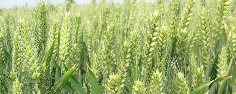 麦子一年收几次，一般是几月份收麦子