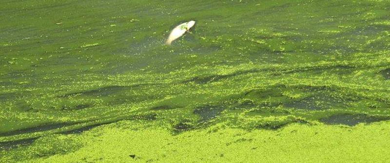 蓝藻爆发的原因是什么，如何治理