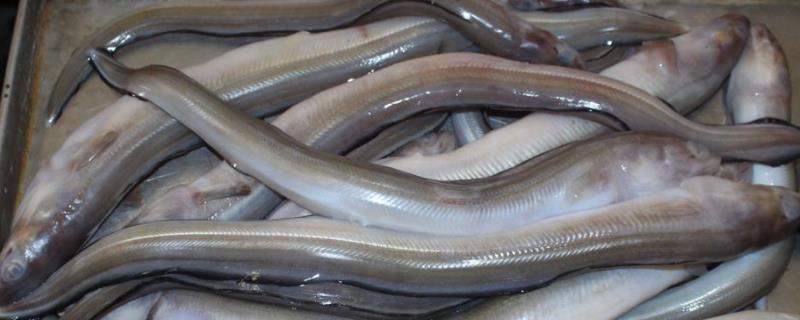 鳗鱼养殖技术与管理，养殖鳗鱼与野生鳗鱼有什么区别