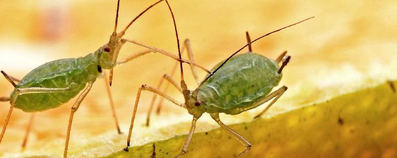 毒死蜱能杀蚜虫吗，效果好吗？药效时间多长？